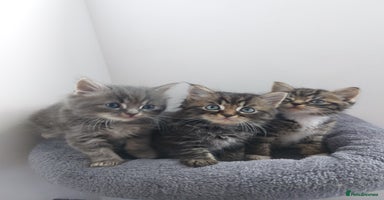 Mixed Breed cats - Advert 14