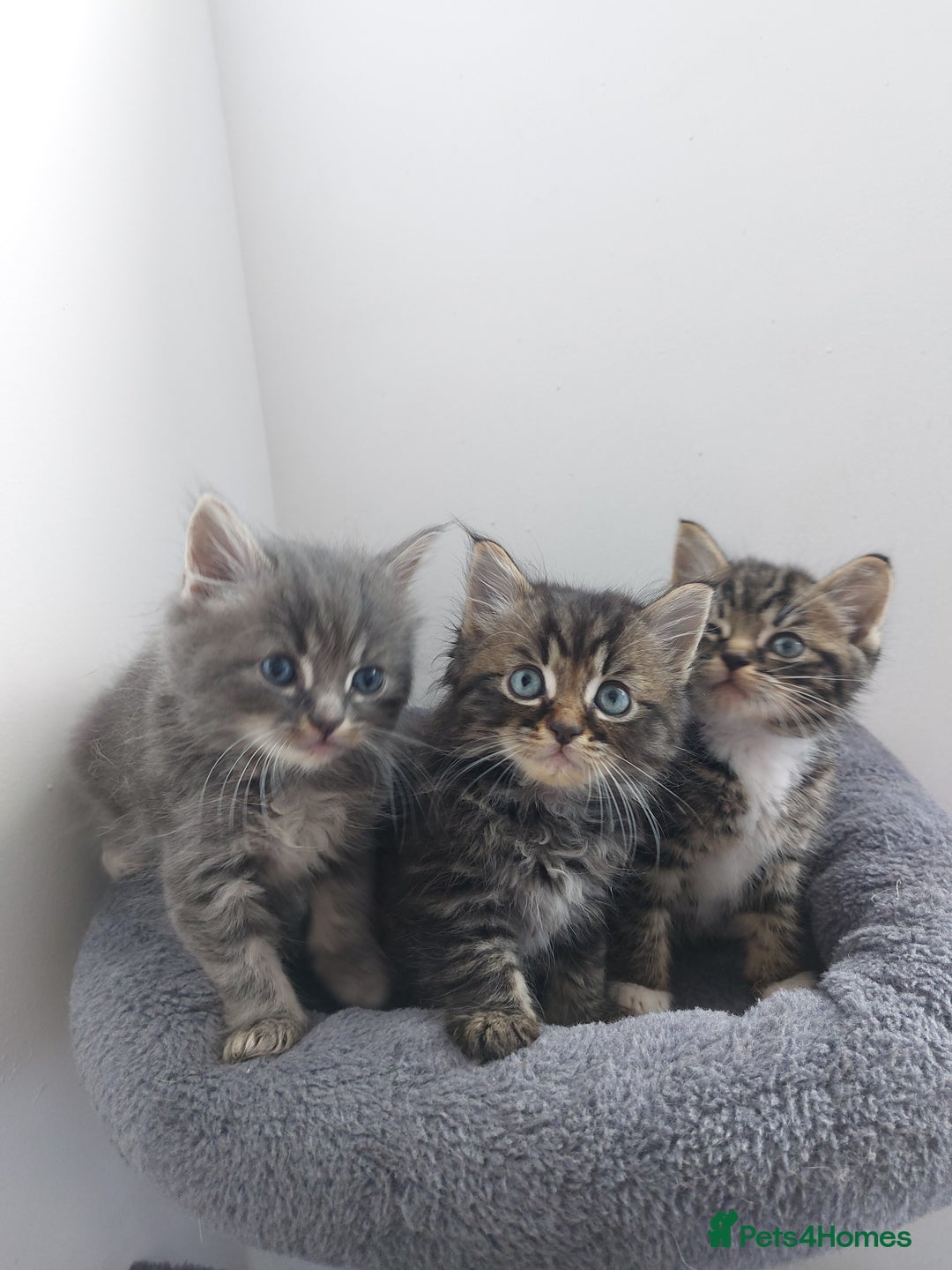Mixed Breed cats for sale: 3 gorgeous boys - Image 3