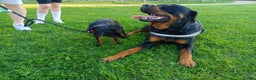 Rottweiler dogs for stud: Rottweiler for stud full pedigree, health tested  in Prescot - Advert 9