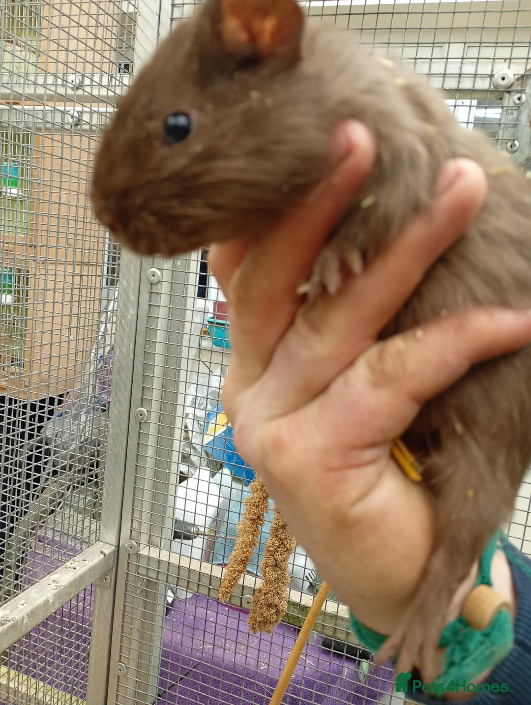 Guinea Pig rodents for sale: Guinea pigs male and female - Advert 3
