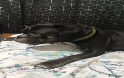 Dorset Olde Tyme Bulldogge dogs for sale: The BEST Companion ull ever have, Diesel £75  ❤️🙏 - Advert 14