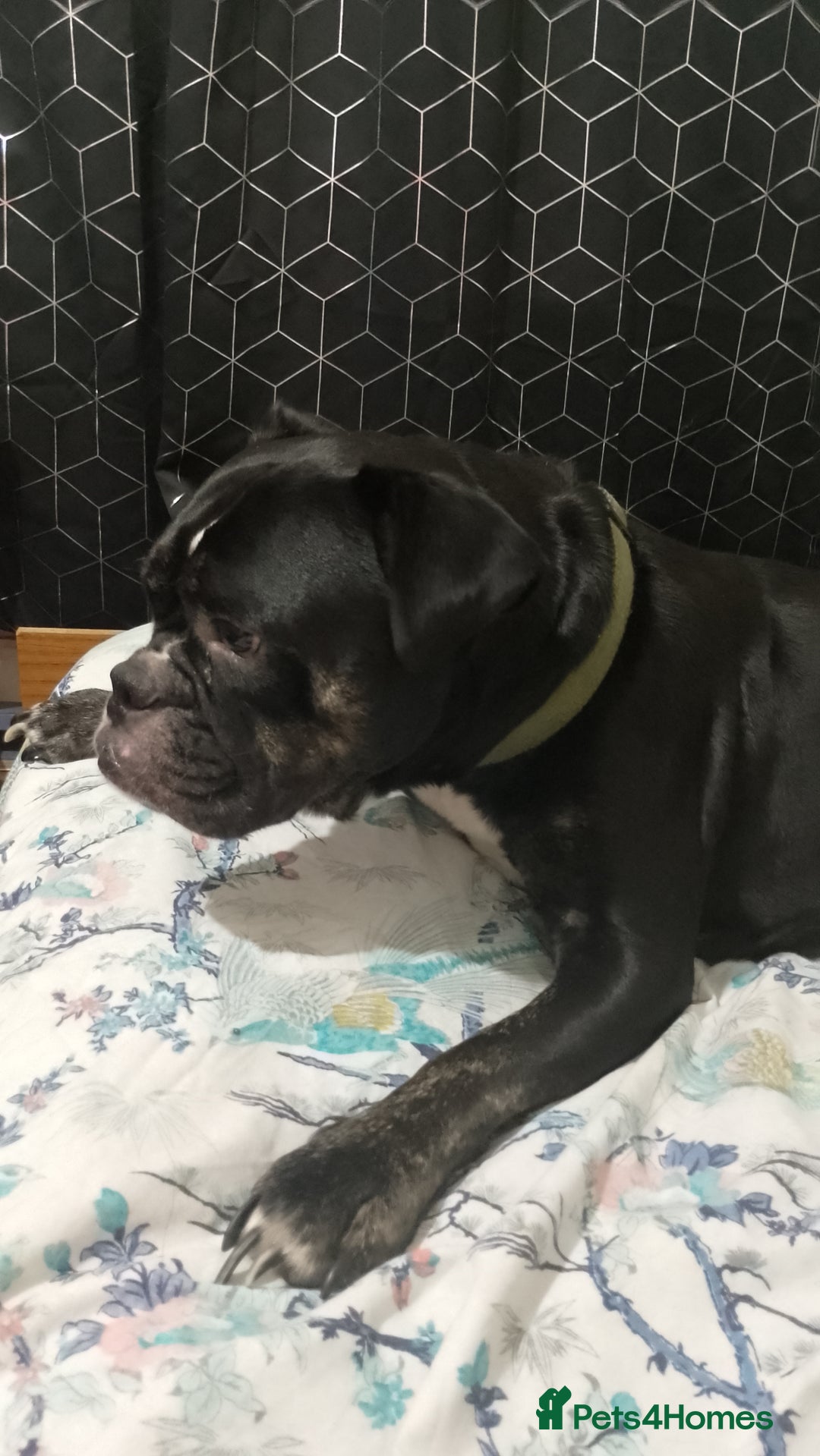 Dorset Olde Tyme Bulldogge dogs for sale: The BEST Companion ull ever have, Diesel £75  ❤️🙏 - Advert 14