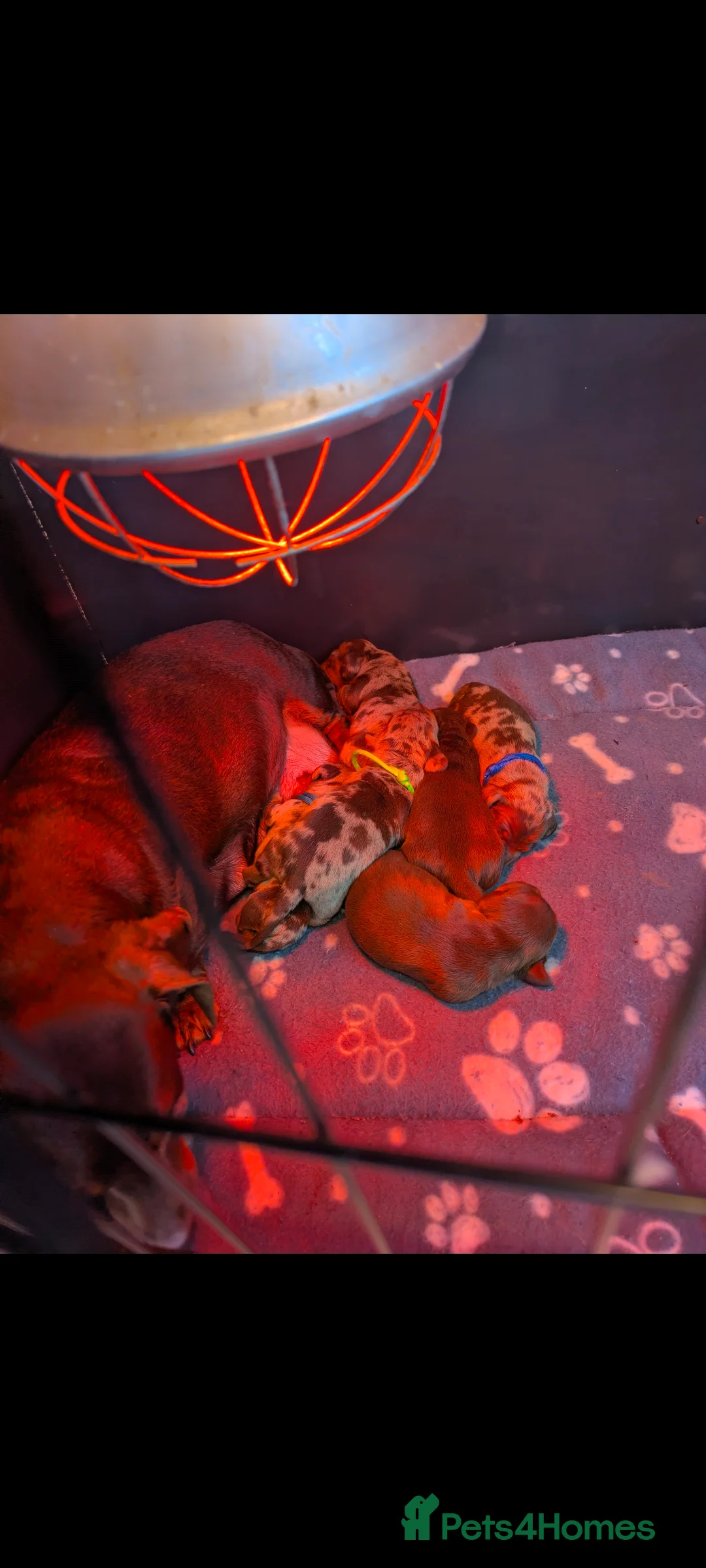 Dachshund dogs for sale: 7 adorable mini smooth dachshund PRA clear Ready  in Ilminster - Advert 40