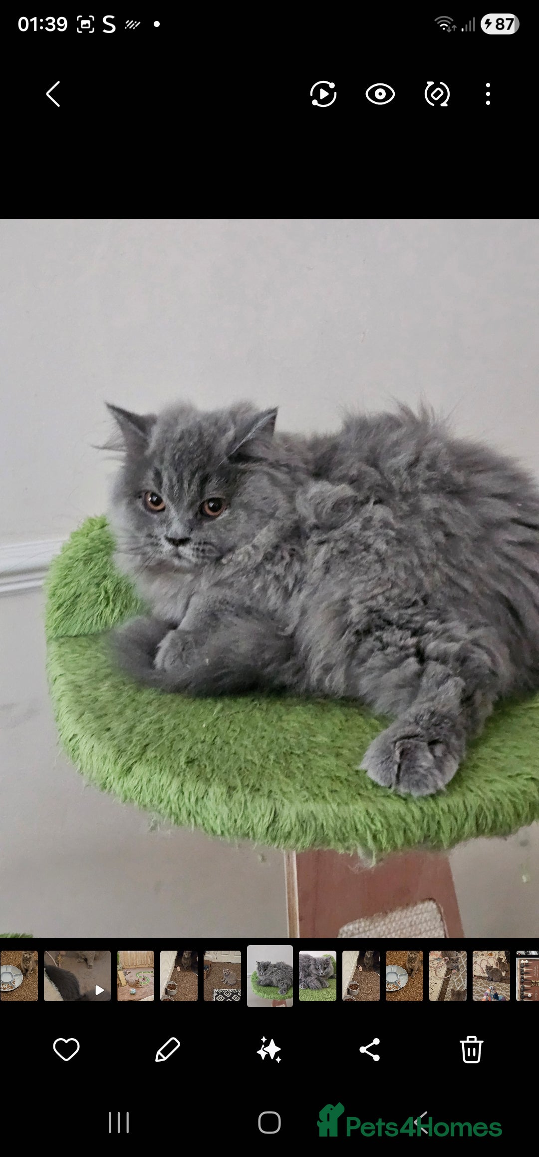 British Shorthair cats for sale: British shorthair and longhair  - Advert 6