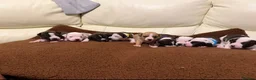 Staffordshire Bull Terrier dogs for sale: Beautiful staffy puppies in Billingshurst - Advert 2