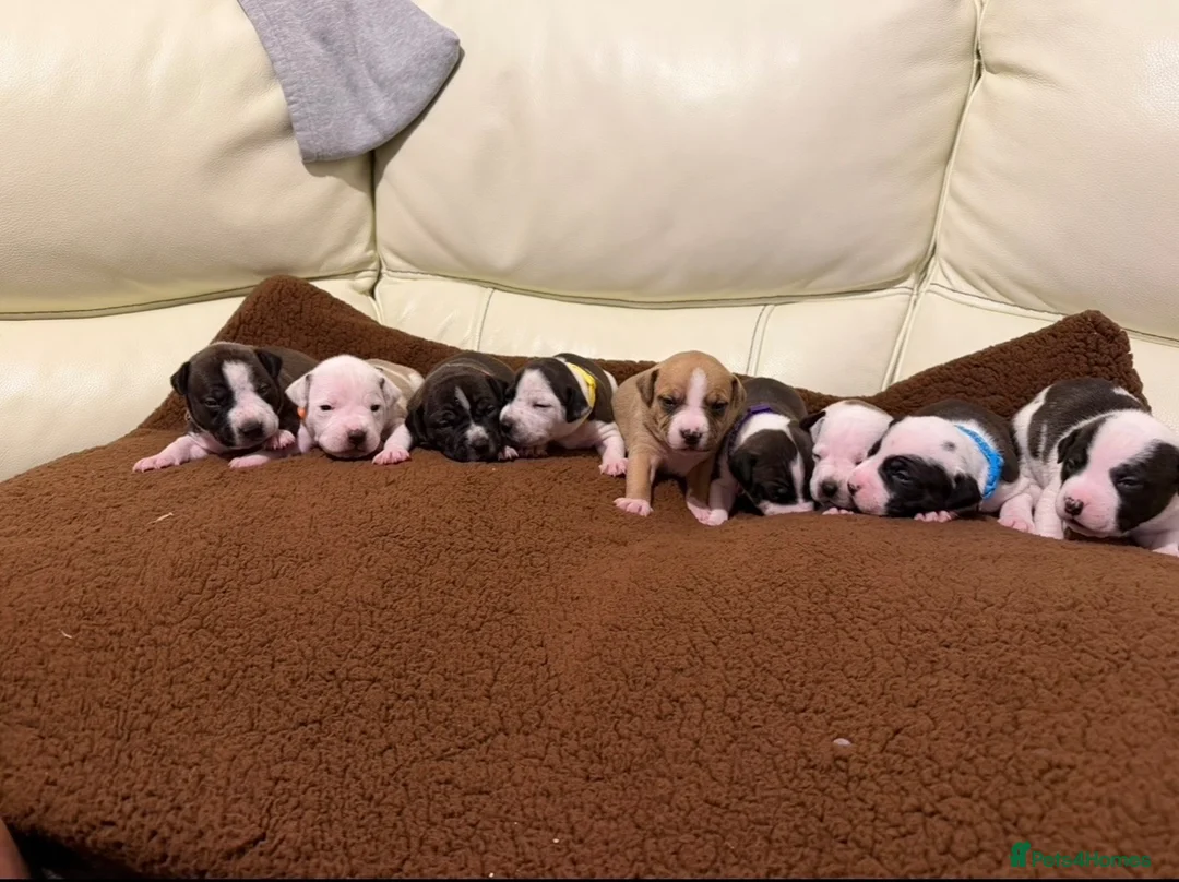 Staffordshire Bull Terrier dogs for sale: Beautiful staffy puppies in Billingshurst - Advert 2