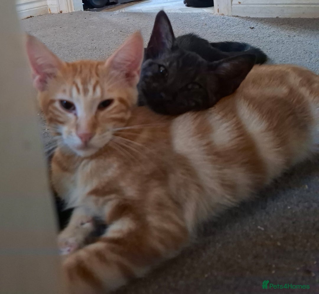 Maine Coon cats for sale: Gorgeous Maine Coon cross Oriental kittens - Image 9