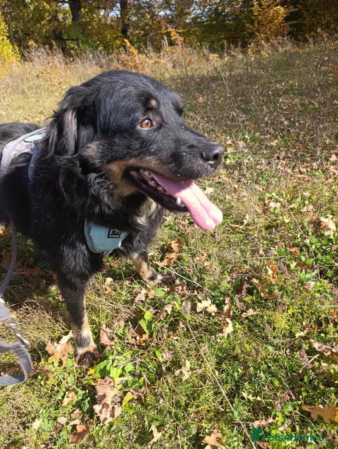 Mixed Breed dogs for adoption: ALEXANDER in Ashford - Advert 15