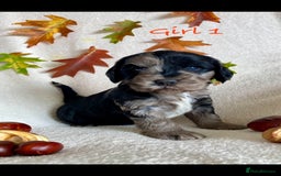 Cockapoo dogs for sale: Meet your new best friend!! - Image 1