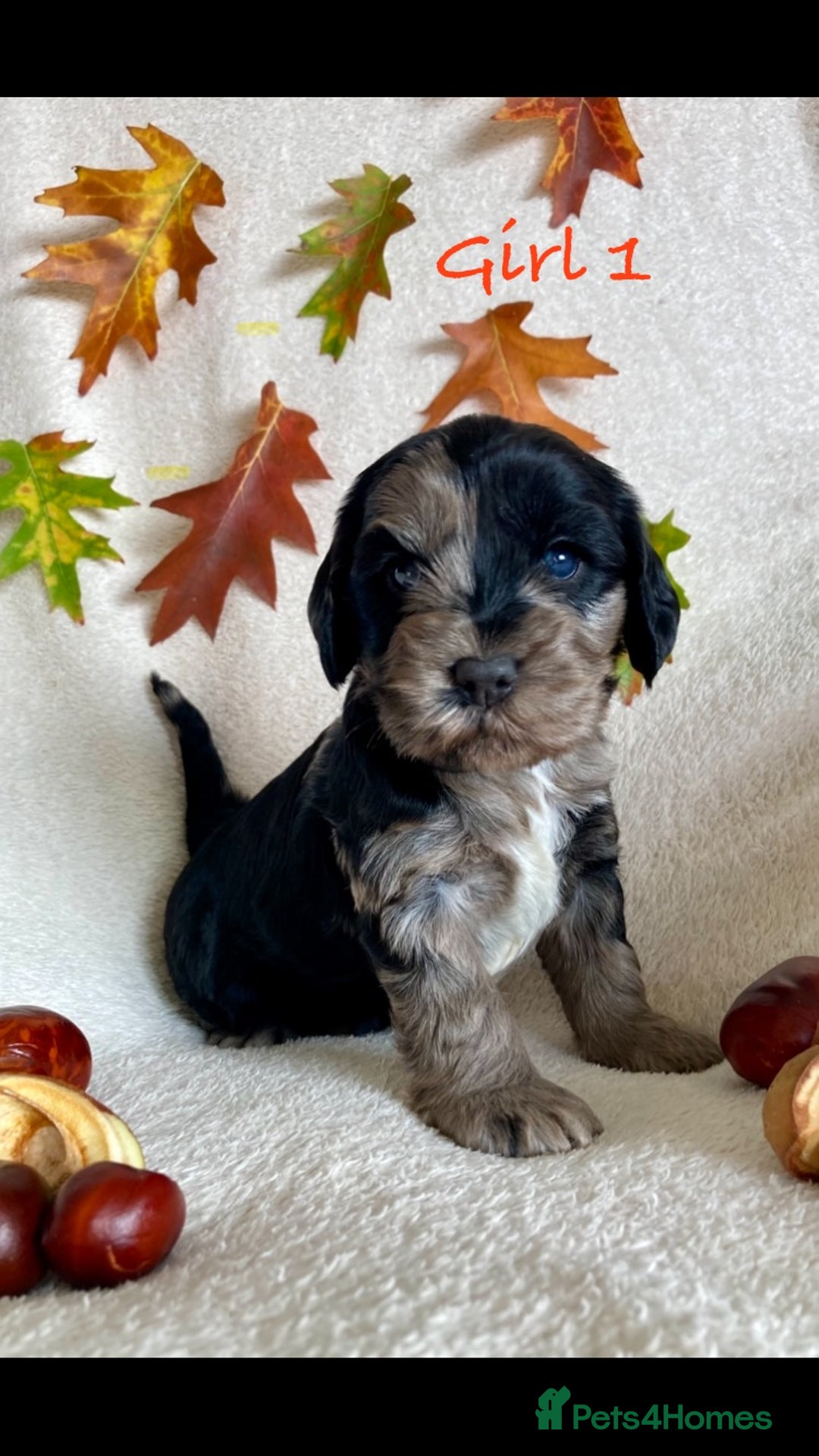 Cockapoo dogs for sale: Meet your new best friend!! - Image 1