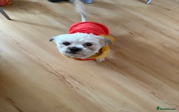 Mixed Breed dogs for sale: Shih tzu girl  - Image 2