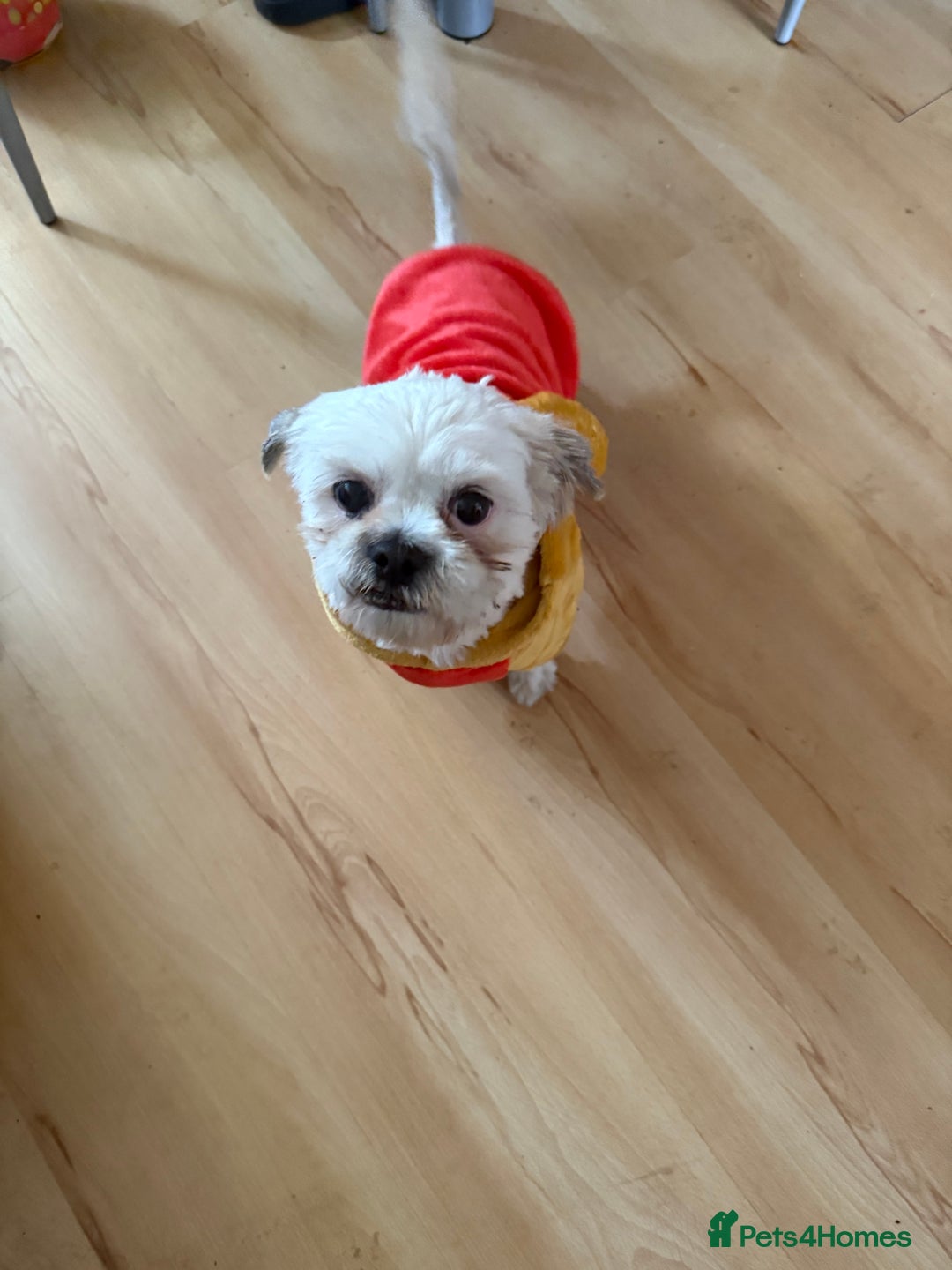 Mixed Breed dogs for sale: Shih tzu girl  - Image 2