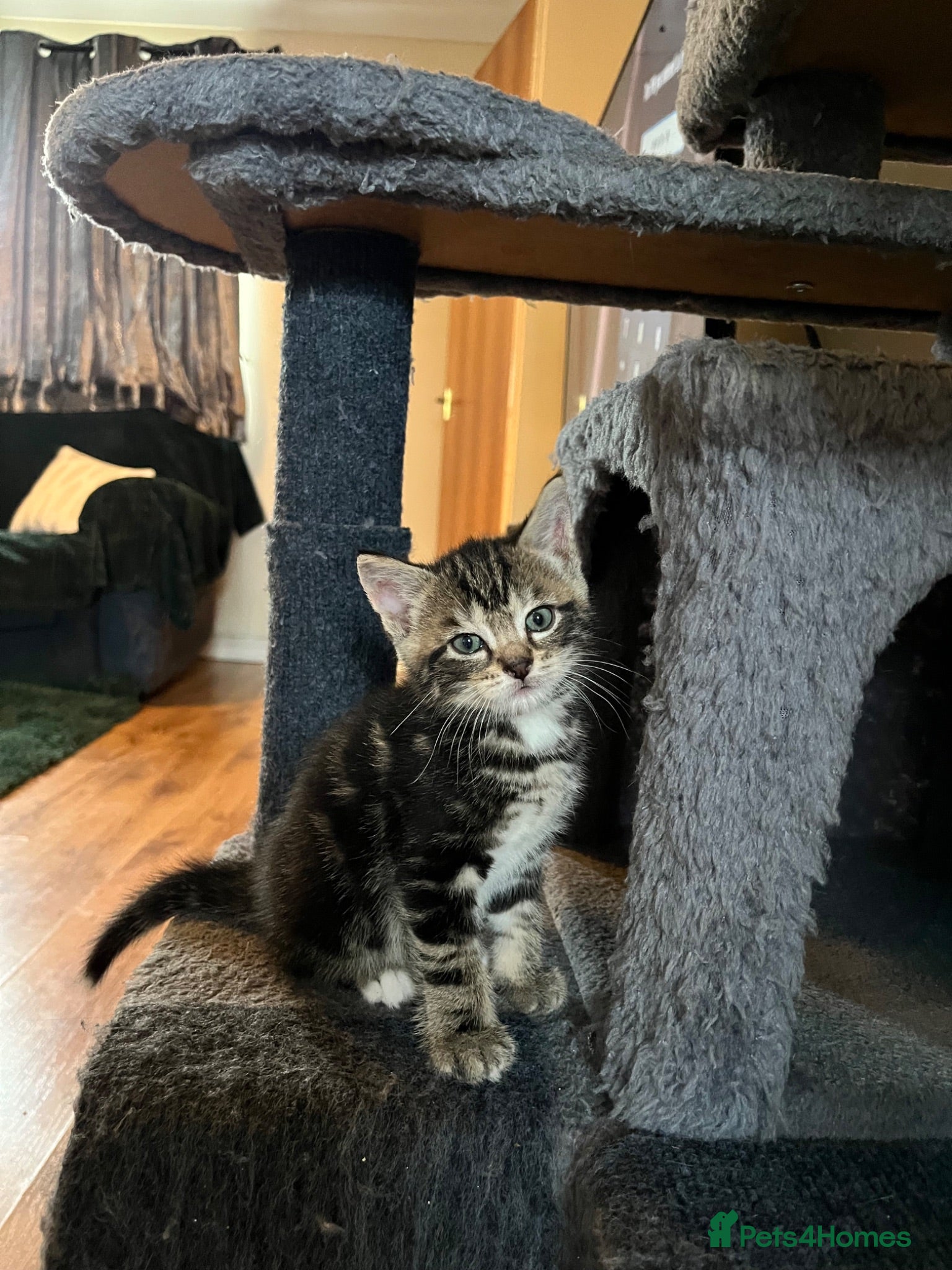 American Wirehair cats **** Last 2 Kittens Left ***American Wirehair Boy  - Advert 1