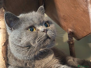 British Shorthair cats Gimli 2 yr Male BSH cross - Advert 1