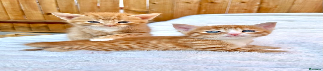 Bright Ginger Kitten 2