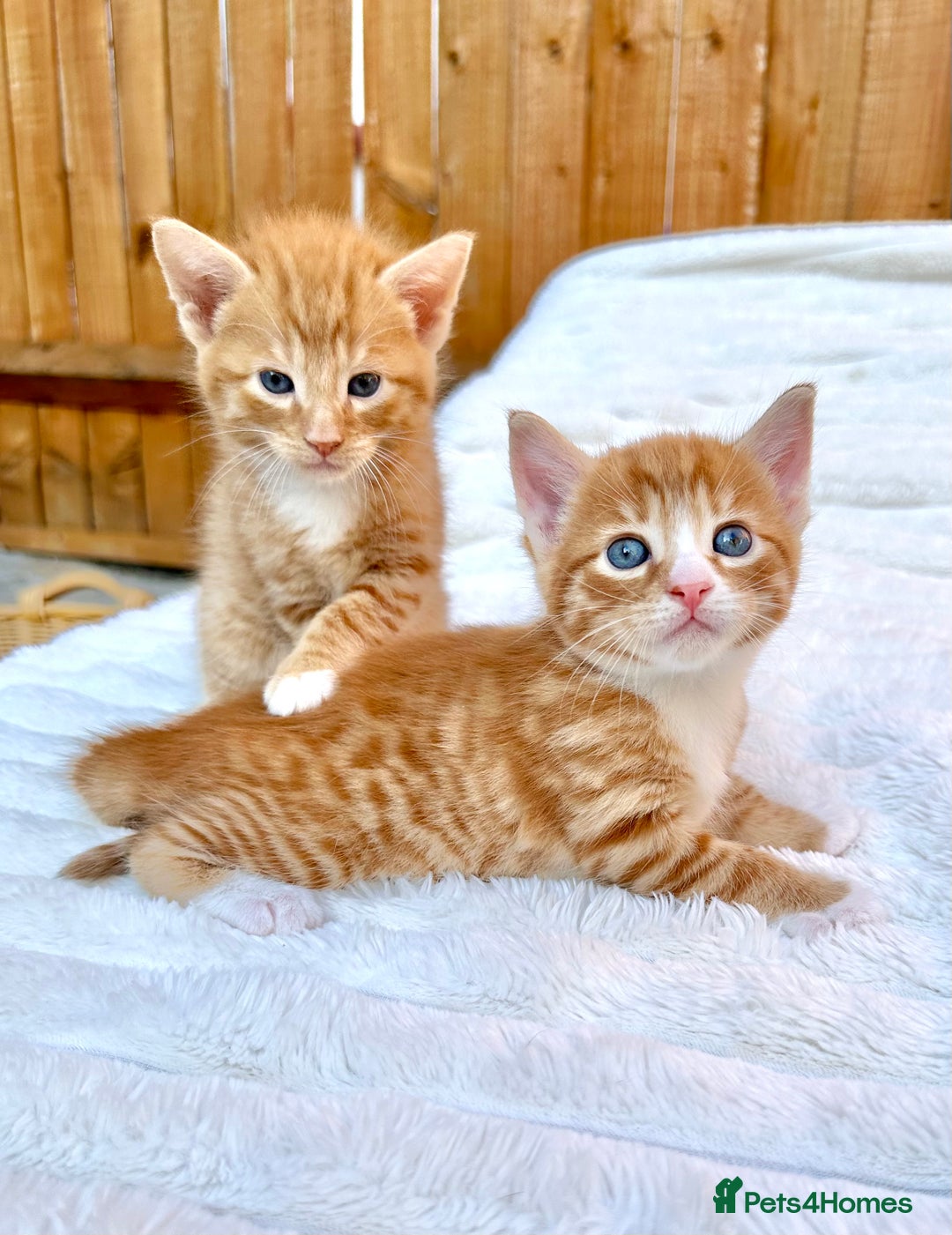 Mixed Breed cats for sale: Ginger Kittens from half Siamese mum - Image 5