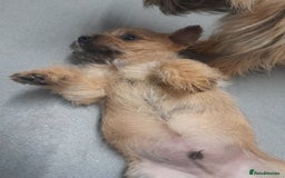 Cairn Terrier dogs for sale: KC registered Cairn terriers - Image 11