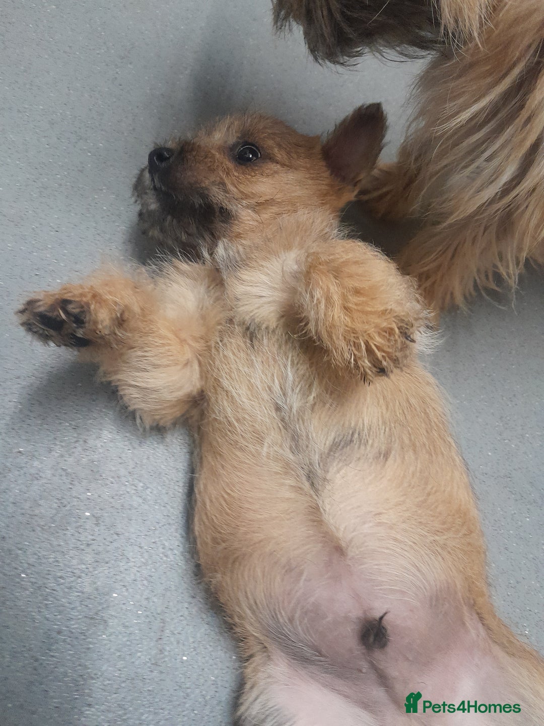 Cairn Terrier dogs for sale: KC registered Cairn terriers - Image 11