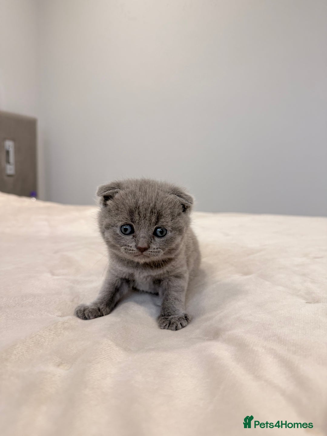 Scottish Fold cats for sale: Scotish Fold  - Advert 2
