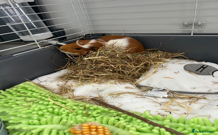 Guinea Pig rodents - Advert 1
