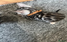 Bengal cats for sale: 🐾 TICA Registered Bengal Kittens 🐆🥰 - Image 4