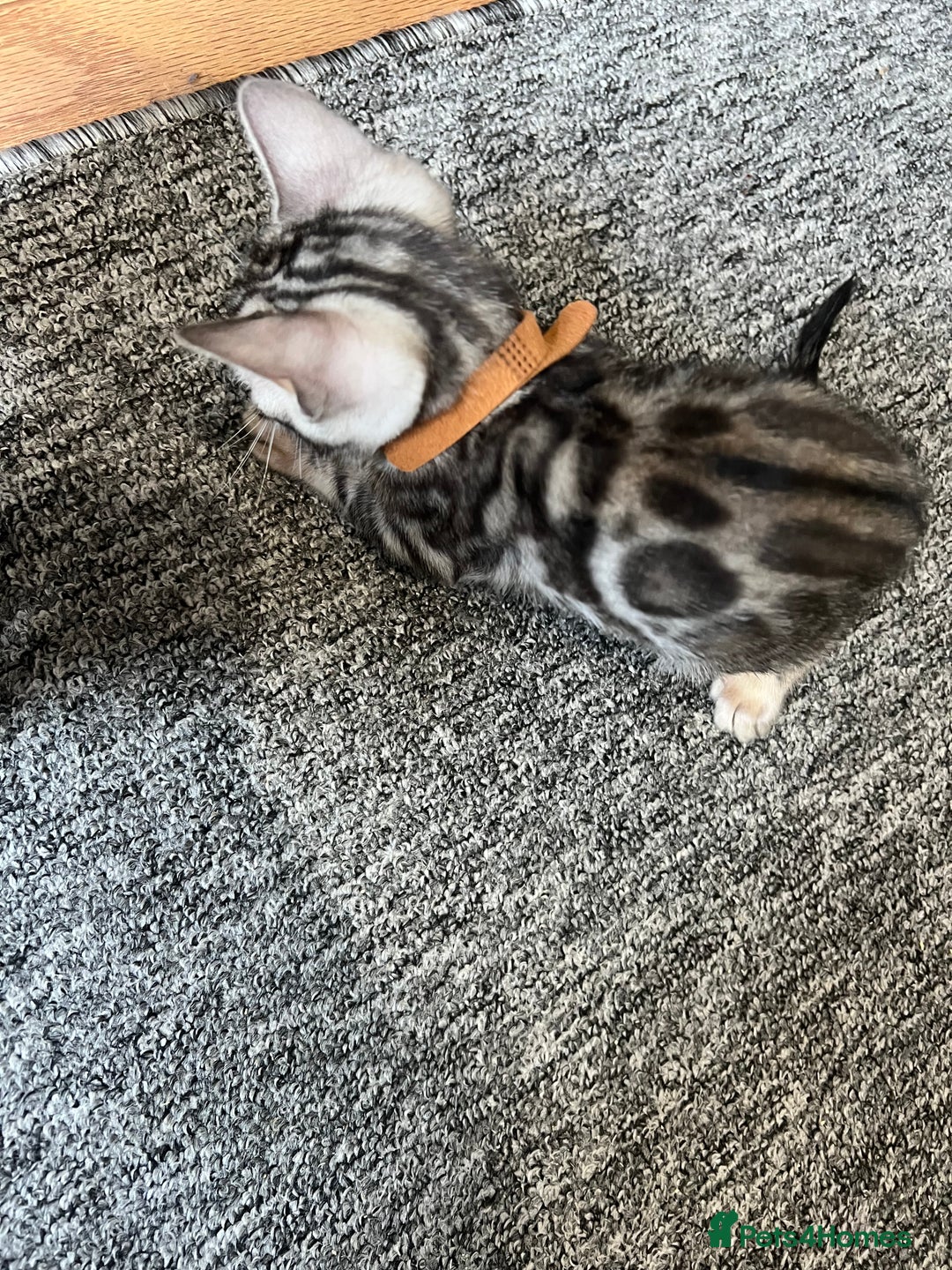 Bengal cats for sale: 🐾 TICA Registered Bengal Kittens 🐆🥰 - Image 4