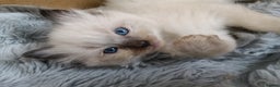 Ragdoll cats for sale: GCCF registered pedigree ragdoll kittens  - Advert 23
