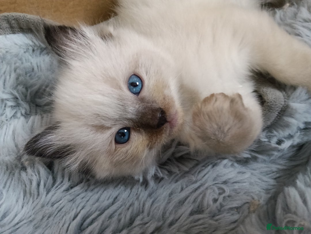 Ragdoll cats for sale: GCCF registered pedigree ragdoll kittens  - Advert 23