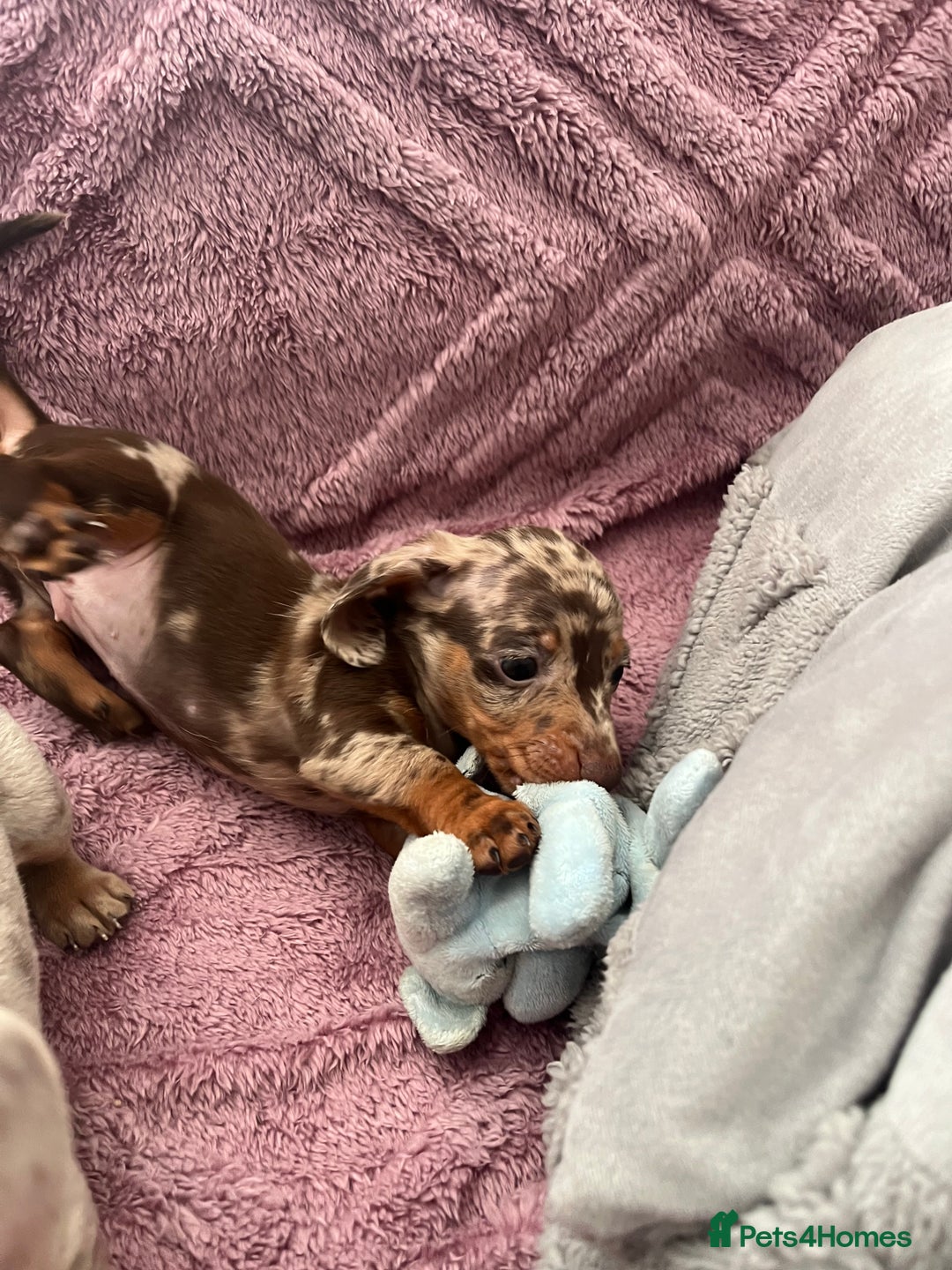 Dachshund dogs for sale: Beautiful miniature dachshunds  - Image 30