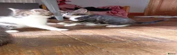 Mixed Breed cats for sale: Kittens Mixed breed (father 1/4 Bengal) - Advert 15
