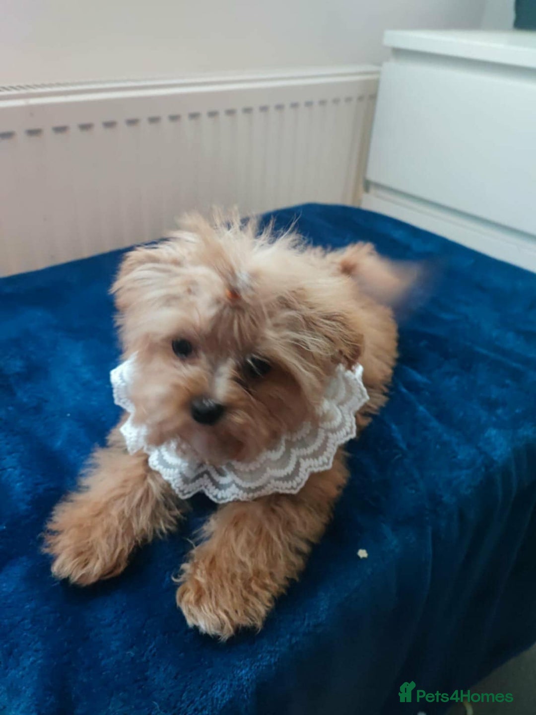 Maltipoo dogs for sale: Maltipoo puppys looking for loving home - Image 22