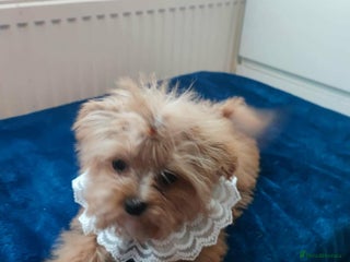 Maltipoo dogs - Advert 16