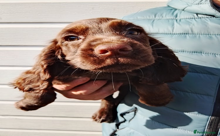 Cocker Spaniel dogs - Advert 2