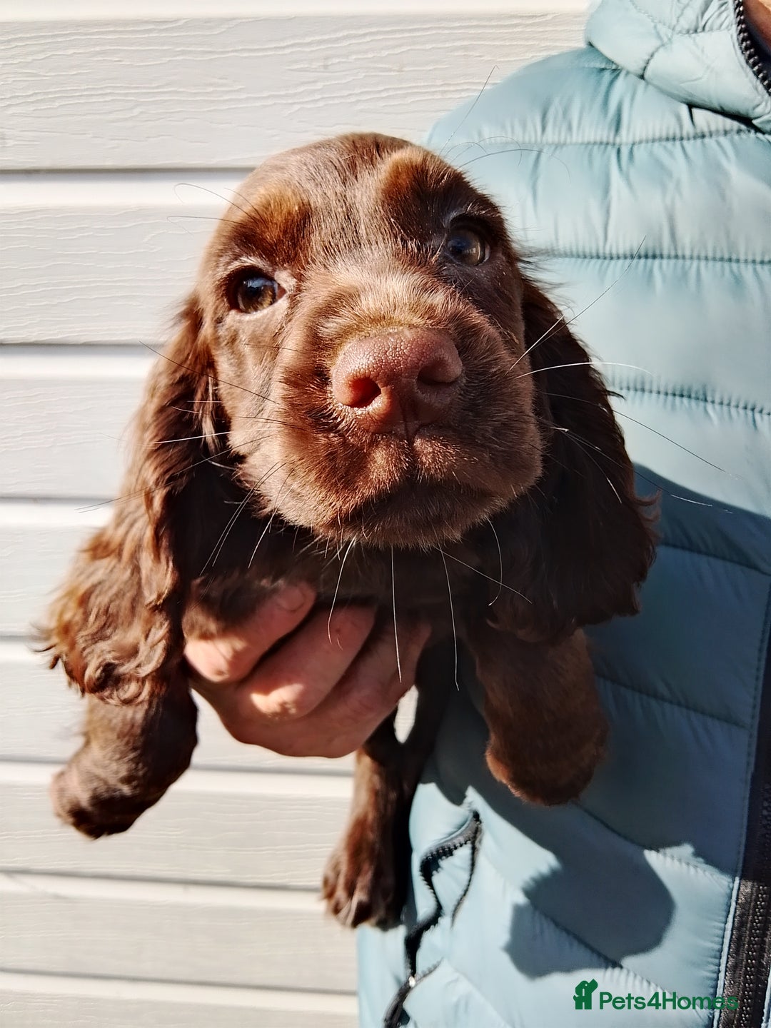 Cocker Spaniel dogs for sale: Working cocker spaniel pups - Image 1