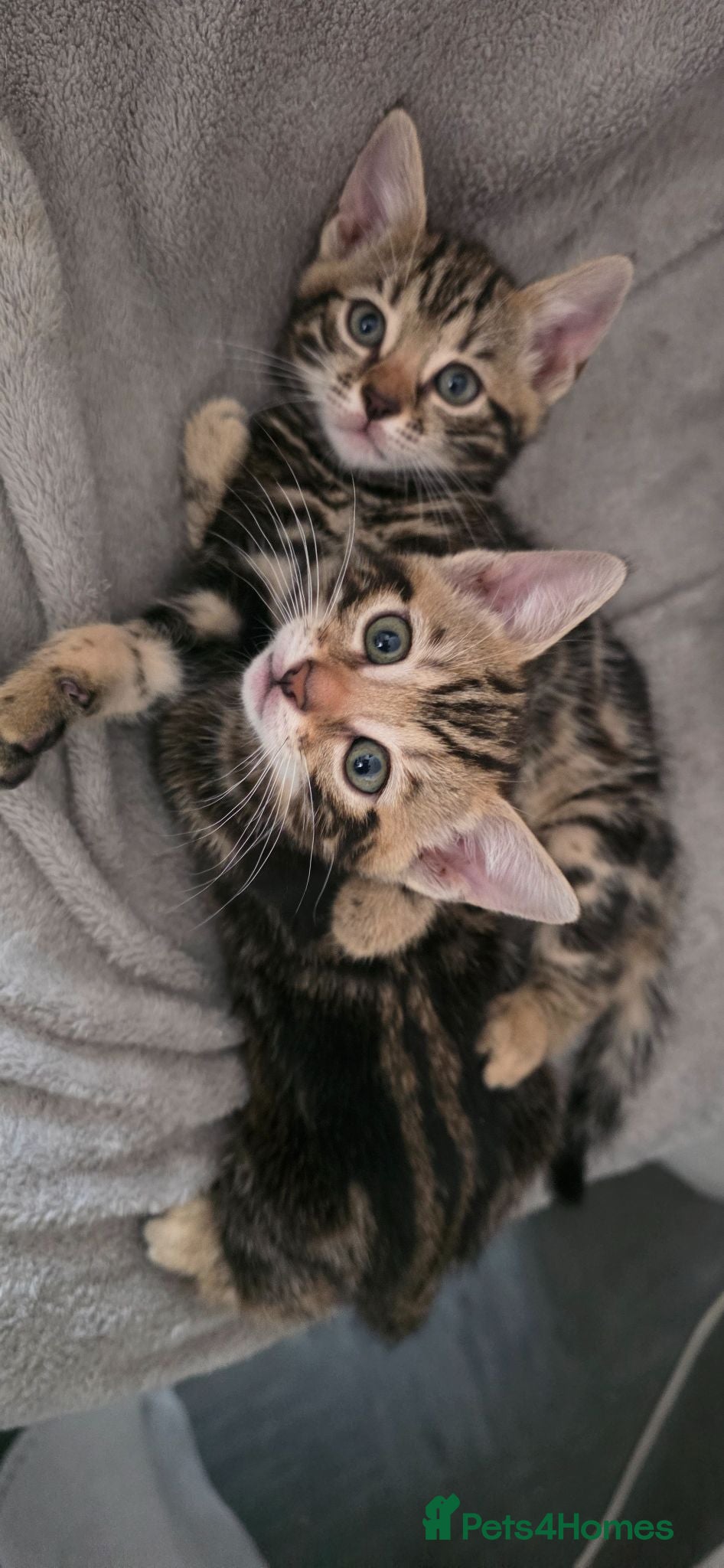 Bengal cats Beautiful Marble Bengal Kittens - Advert 13