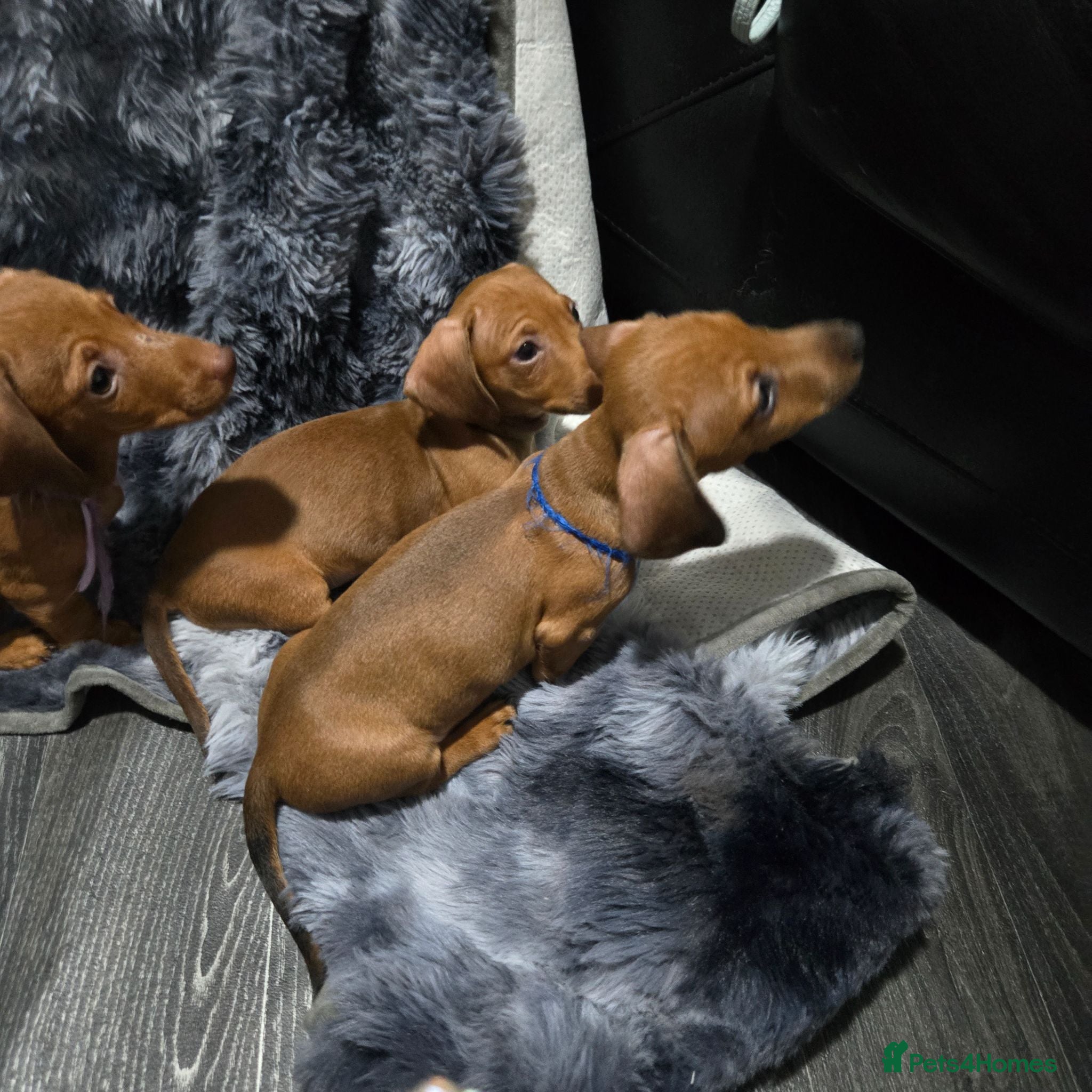 Dachshund dogs Dachshund  - Advert 2