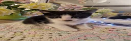 Mixed Breed cats for sale: Beautiful kittens for sale - Advert 5