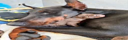 Dobermann dogs for sale: Exceptional Pedigree Doberman pups for sale  in Burntisland - Advert 7