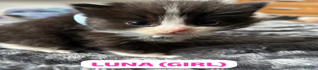 Ragdoll Kitten 4