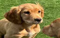 Cocker Spaniel dogs for sale: Working Cocker - Image 9