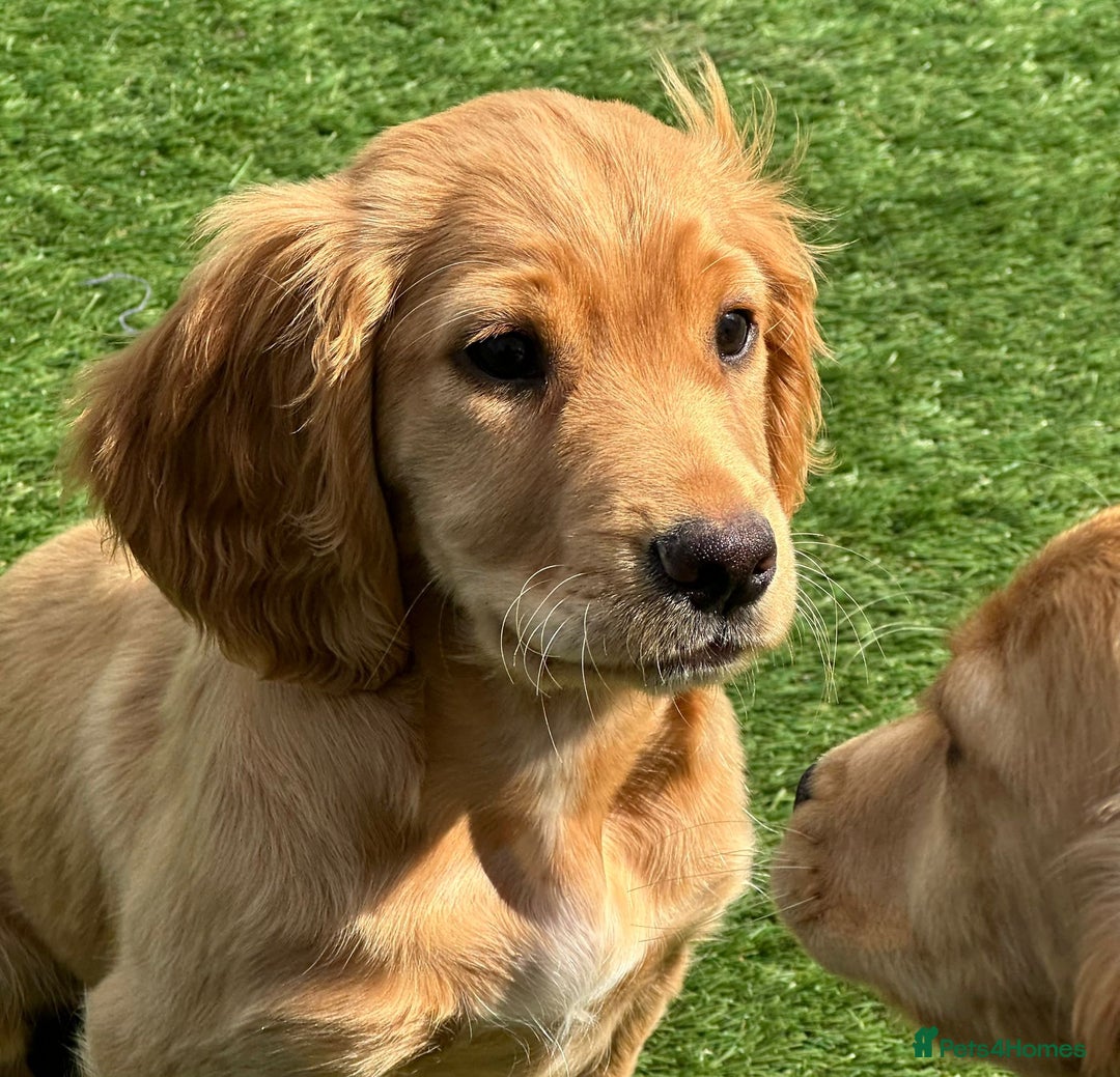 Cocker Spaniel dogs for sale: Working Cocker - Image 9
