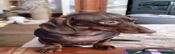Miniature Dachshund dogs for sale: Six beautiful miniature smooth haired dachshunds - Advert 23
