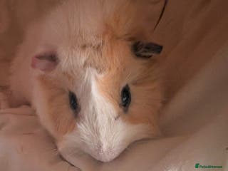 Guinea Pig rodents Guinea pigs for rehoming - Advert 15
