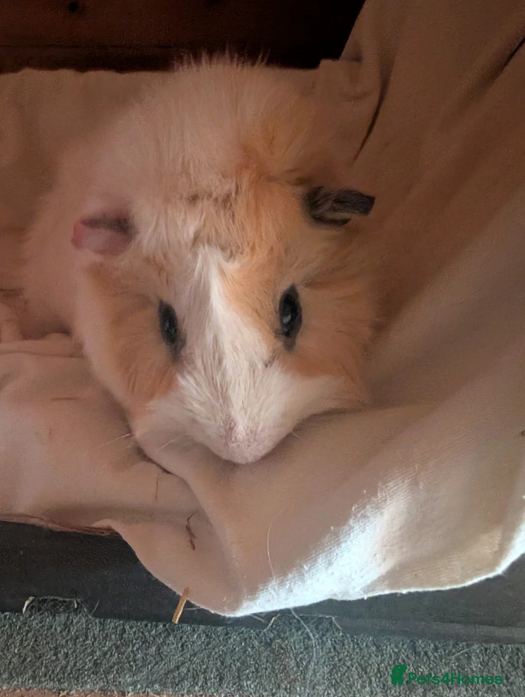Guinea Pig rodents for sale: Guinea pigs for rehoming  - Advert 1