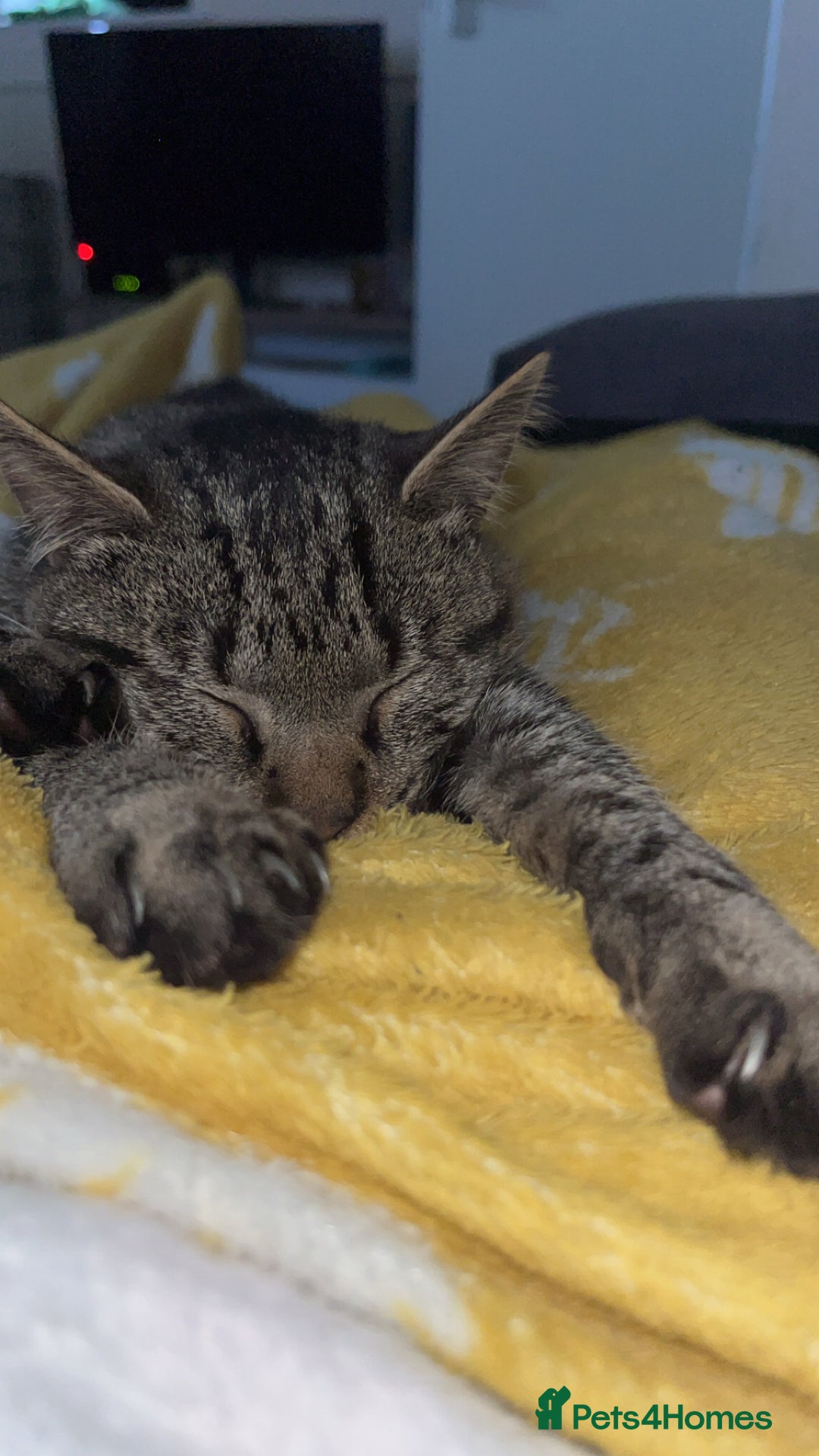 Mixed Breed cats for sale: Kitten for sale urgent!! - Advert 2