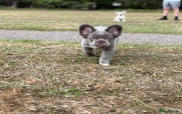 French Bulldog dogs for sale: french bulldogs fluffy.. - Image 22