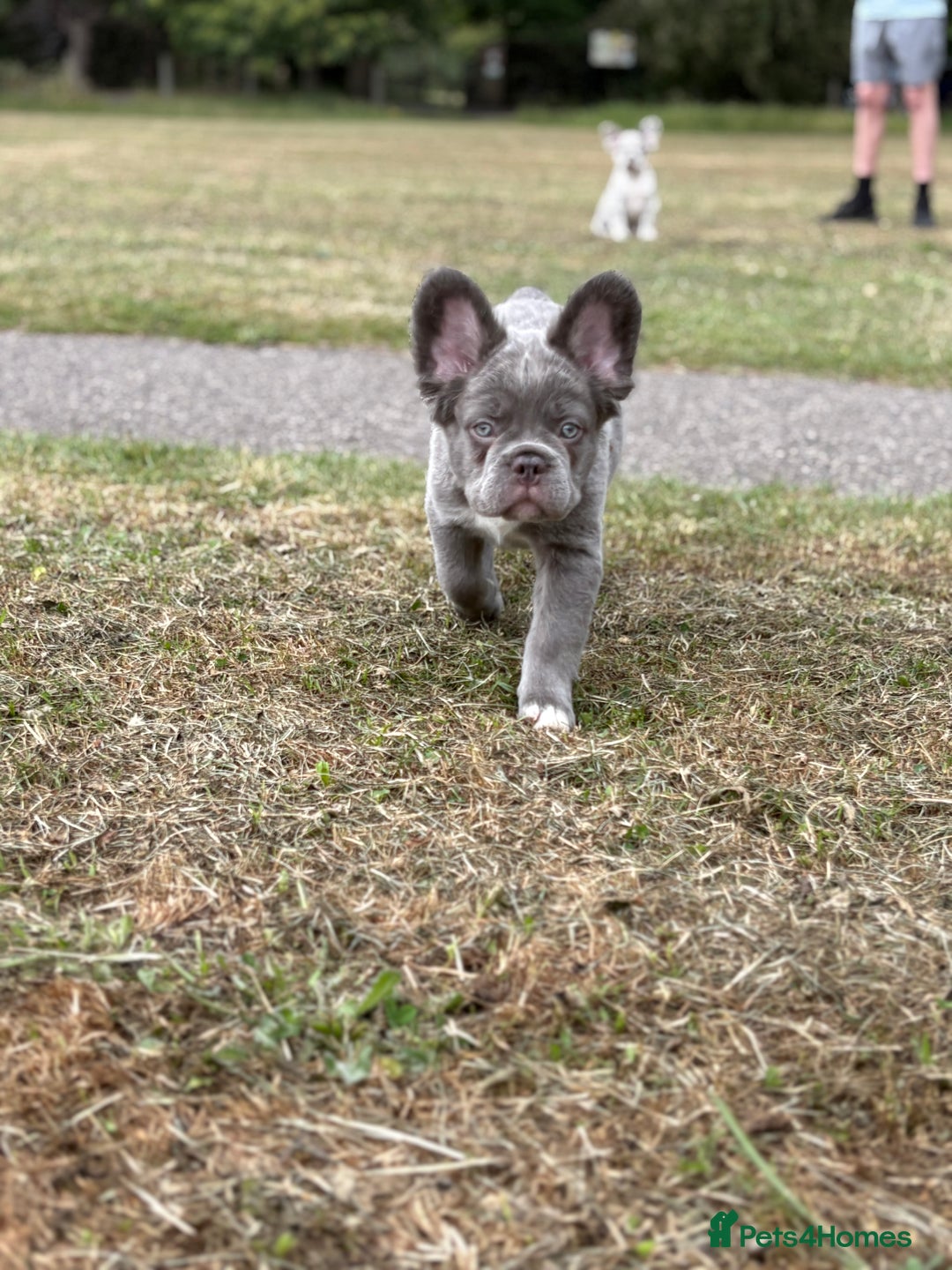 French Bulldog dogs for sale: french bulldogs fluffy.. - Image 22