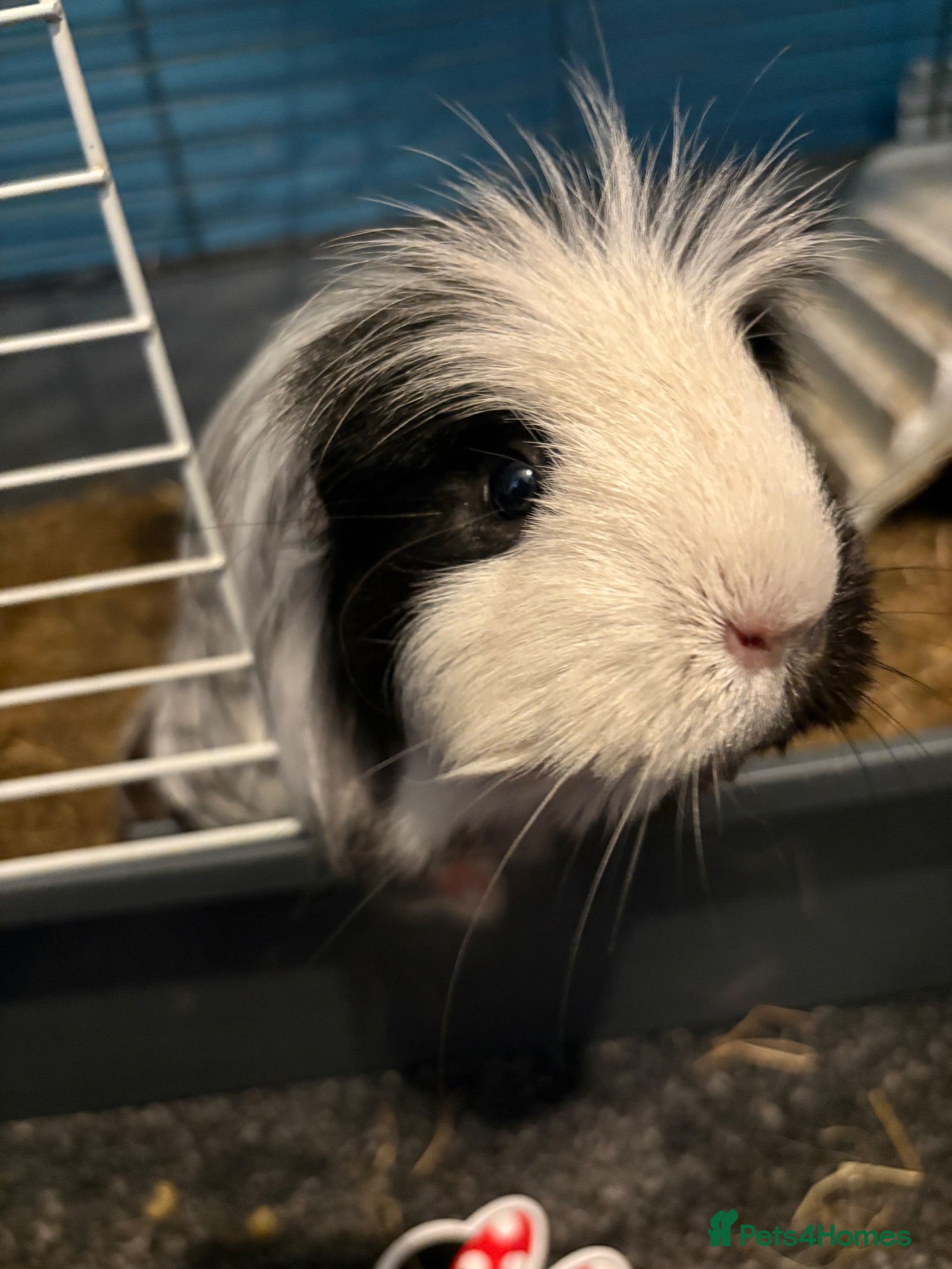 Guinea Pig rodents guinea pigs  - Advert 3
