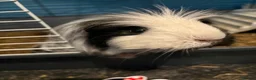 Guinea Pig rodents for sale: guinea pigs  - Advert 1