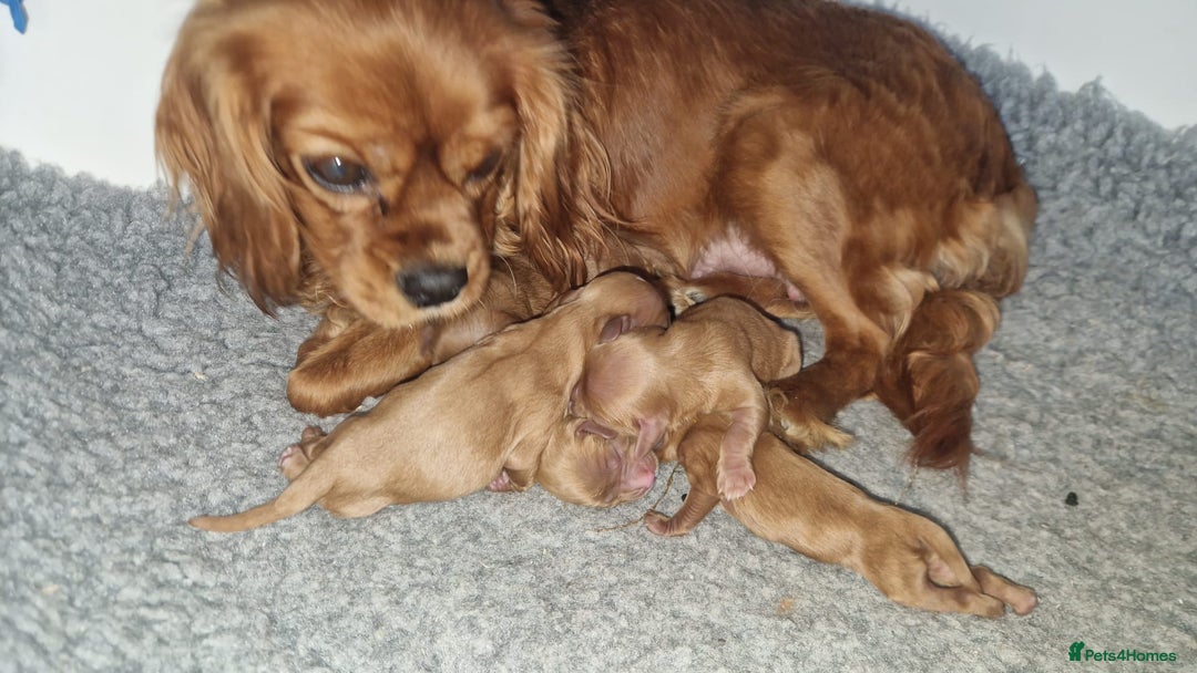 Cavalier King Charles Spaniel dogs for sale: Stunning DNA Clear Cavaliers - Advert 7
